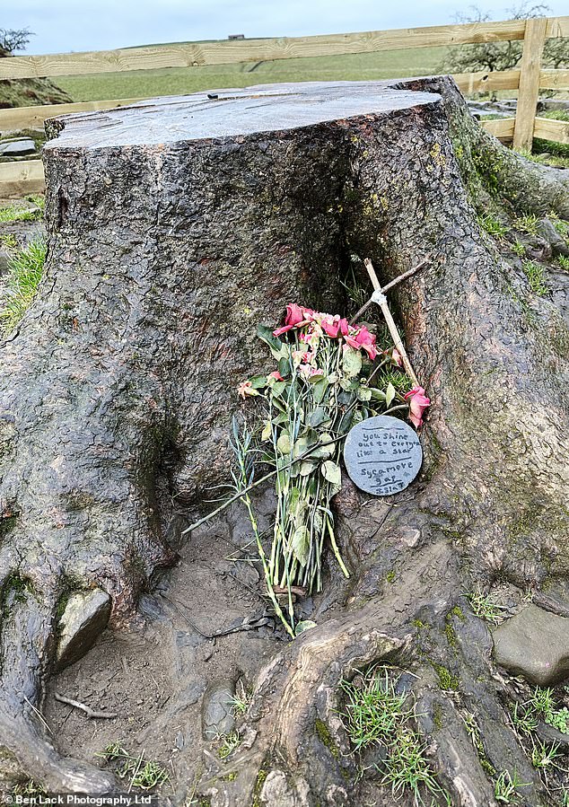 Resting against the stump is a bouquet of flowers in memory of the Sycamore Gap tree with a tribute that reads: 'You shine like a star for everyone'