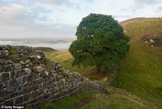 The Sycamore Gap before it was brutally cut down.  It was one of the most photographed trees in the world