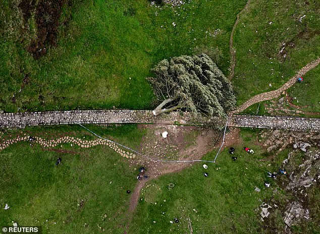 An aerial view of the fallen tree in September, which sparked national outrage and an outpouring of heartfelt tributes and memories