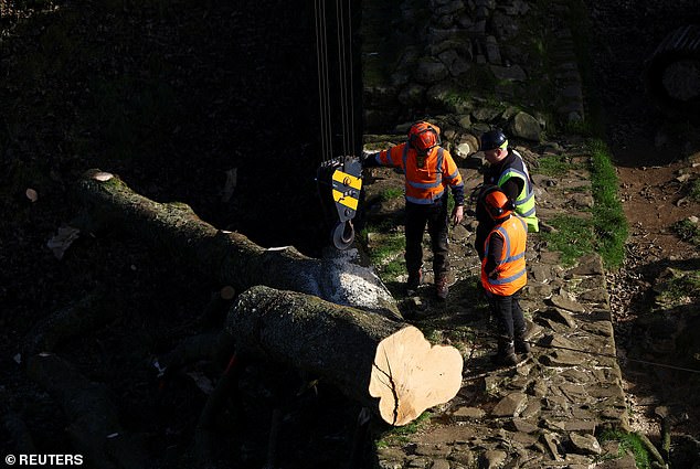 Workers stand by a tree trunk as parts of the Sycamore Gap tree, which was felled by a vandal, are removed from the area