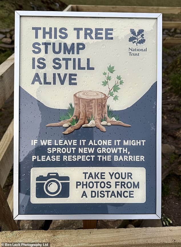 The National Trust has left a framed sign next to the fenced tree stump that reads: 'This tree stump is still alive.  If we leave it alone, new growth can emerge.  Please respect the barrier.”