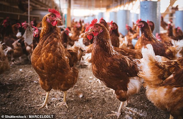 Entire flocks of poultry were killed last winter when just one case of bird flu was discovered to prevent the possible spread of the highly contagious disease