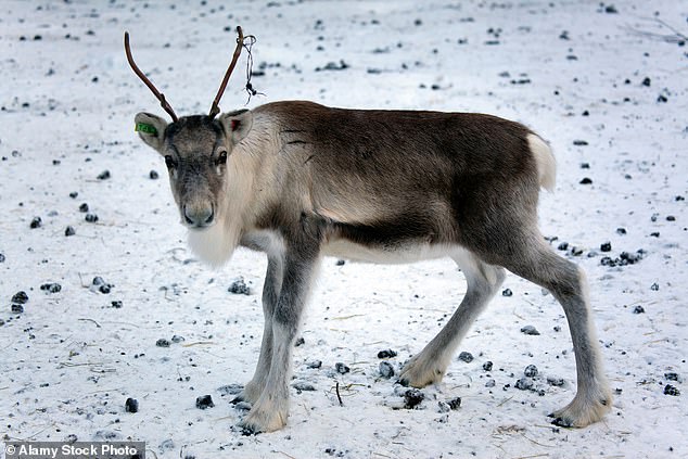 Hendry, Ramsay & Waters - run by businessman Vernon Waters - offers 'exclusive' reindeer hunting trips to the north-eastern part of Norway for three weeks in late summer