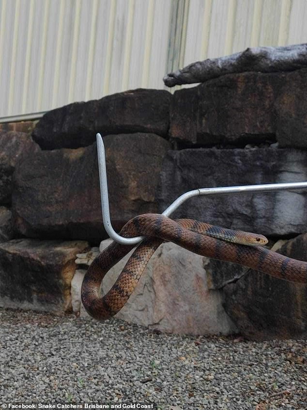 Eastern brown snakes are one of Australia's most venomous snakes.  with their venom ranked as the second most venomous land snake in the world