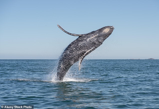 The high intelligence and advanced communication systems of humpback whales make them a good alternative for communicating with alien life (stock image)