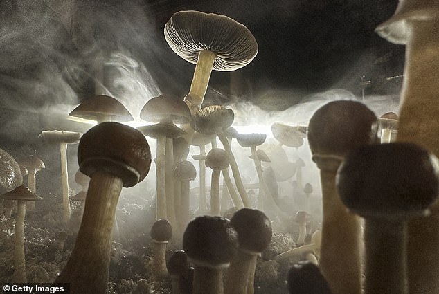 Chronic pain is difficult for doctors to treat, in part because it seems to alter and reshape the nervous system.  Psilocybin has been shown to reshape brain connections, suggesting it could help treat chronic pain