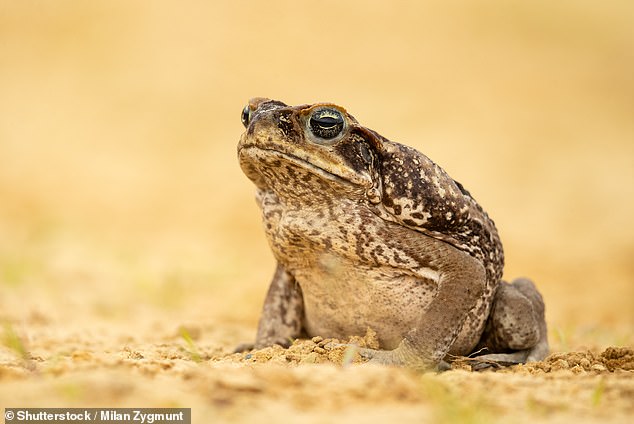 Cane toads are considered invasive pests in Australia and the public is being urged to help eradicate them