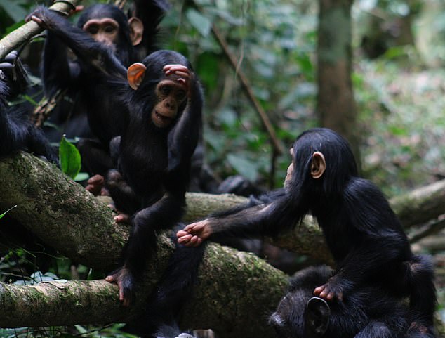 The findings also support the theory that long-term memory in humans, chimpanzees and bonobos likely originated from our shared common ancestor who lived between 6 million and 9 million years ago.