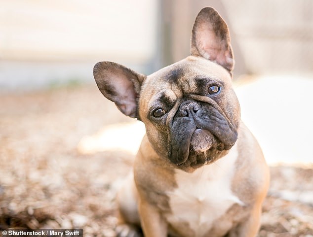 With their small, pinched noses and wrinkled faces, flat-faced dogs like Pugs, French Bulldogs (stock photo) and English Bulldogs have become favorites with dog lovers and celebrities