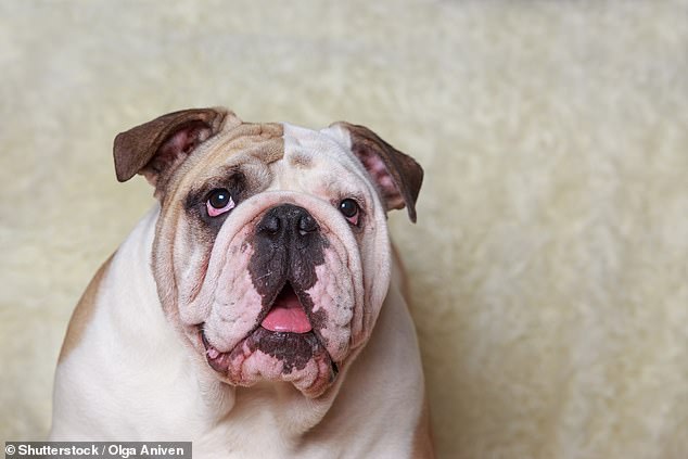 There was a 42 percent decrease in Pug registrations, 39 percent fewer English Bulldogs (stock photo), and 34 percent fewer French Bulldogs