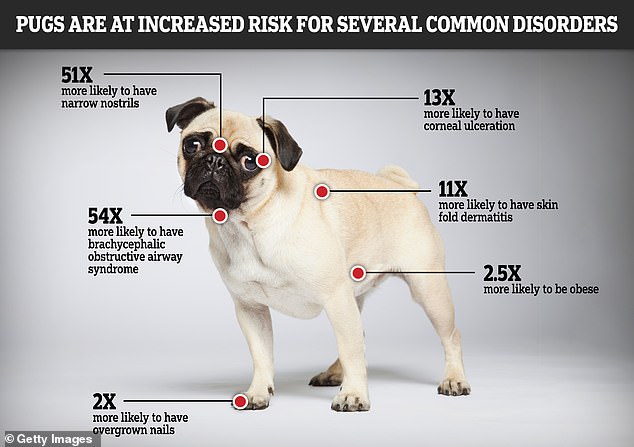 Previous studies have shown that the short facial structure of pugs puts them at high risk for a range of health conditions
