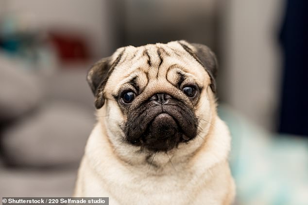 These new numbers come shortly after researchers from Eötvös Lorand University in Budapest discovered that flat-faced dogs retain a puppy's sleep pattern (a stock photo of a pug is superimposed in the photo).