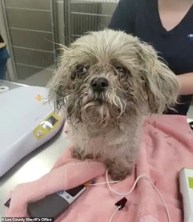 Xyla is recovering from her injuries at Lee County Domestic Animal Services.  The sheriff's office plans to work with the District Attorney's Office to find her a 'loving home'