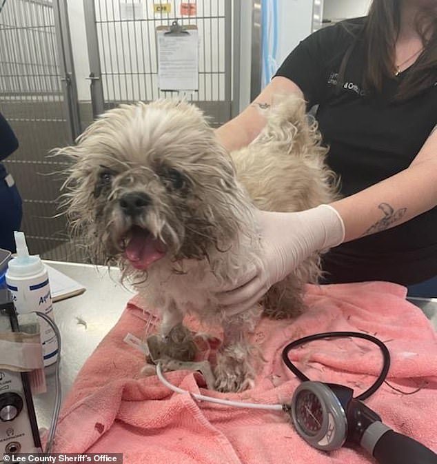 The Shih Tzu is recovering at Lee County Domestic Animal Services and will be up for adoption