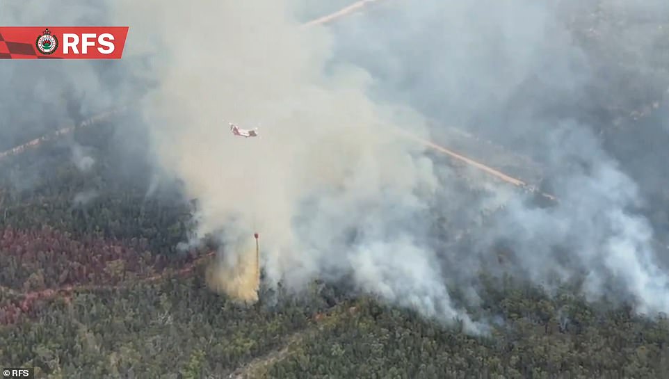 The Pilliga Forest fires have destroyed more than 130,000 hectares