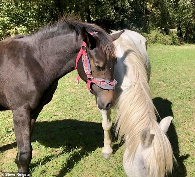 Horses and other animals are said to roam freely in the community, which is an abandoned campsite