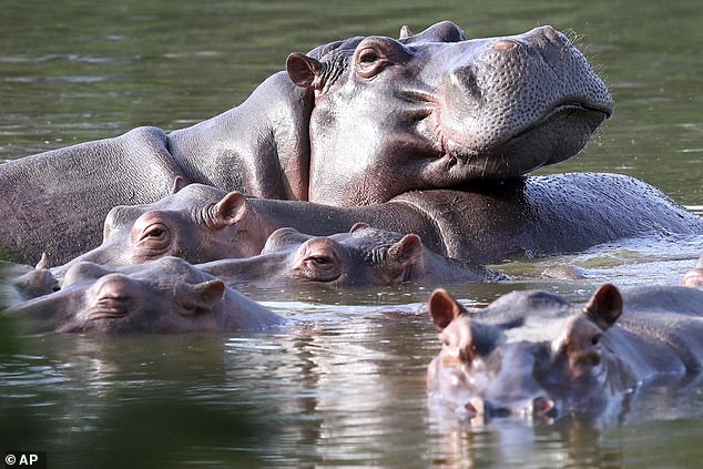 Hippos float in the lagoon of Hacienda Napoles Park, once the private estate of drug lord Pablo Escobar who decades ago imported three female hippos and one male in Puerto Triunfo, Colombia on February 4, 2021.