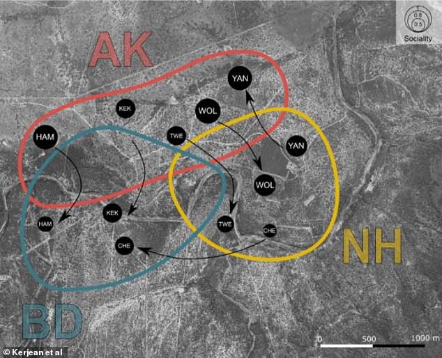 The researchers looked at three groups of vervet monkeys, the Ankhase (AK), Baie Dankie (BD), and Noha (NH) whose overlapping territories are shown here, and tracked how the males (marked with black dots) moved among them.