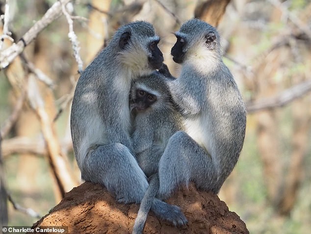 Males who joined groups where social patterns were more demanding became more sociable after joining the group and engaged in greater mutual grooming.