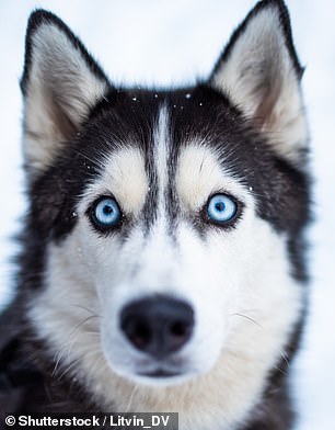 Dogs with lighter eyes are viewed as less friendly