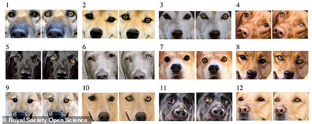The researchers collected 12 photographs of dogs, including Labrador Retrievers, Vizslas, and Welsh Corgis, and recolored their eyes as either dark or yellow.