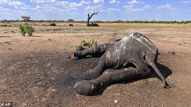 The tragic deaths occurred in Zimbabwe's largest national park, Hwange National Park, due to a prolonged dry season, which wildlife authorities blamed on climate change.