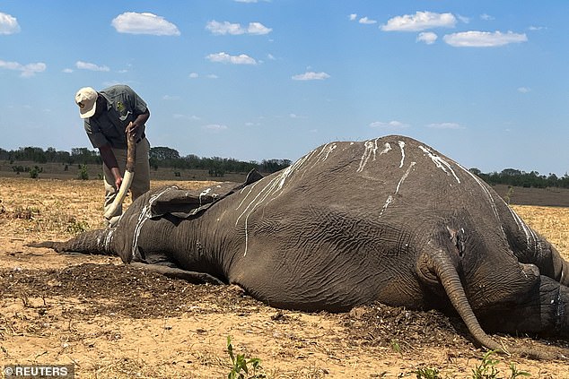 Hwange is home to approximately 45,000 elephants, along with more than 100 other mammal species and 400 bird species