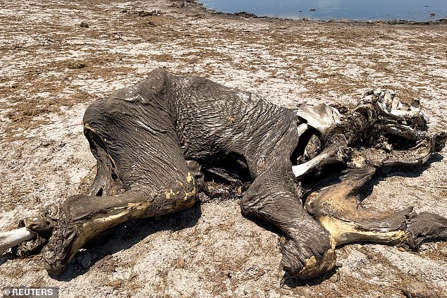 Authorities fear a repeat of 2019, when more than 200 elephants in Hwange died due to severe drought