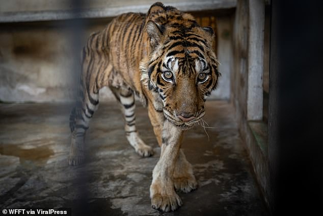 The emaciated female tiger Salamas struggled to stand or walk after losing so much weight in a cage in a dilapidated facility in Mukdahan, northern Thailand