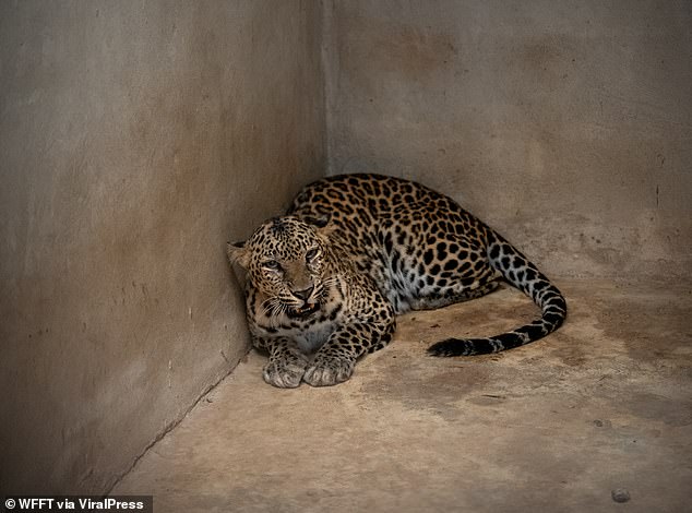 Officials said a total of 35 tigers and 18 leopards will be rescued from the farm, with the first 15 chosen based on urgent medical needs