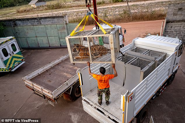 Wildlife experts load a tiger onto a truck on the way to the nature reserve