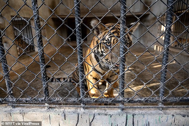 The big cats, who have spent their lives in captivity, will now enjoy 'sunlight and grass' for the first time in a vast forest reserve some 880 kilometers away in the south of the country.