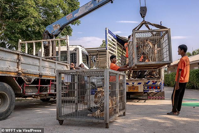 Officials said a total of 35 tigers and 18 leopards will be rescued from the farm, with the first 15 chosen based on urgent medical needs