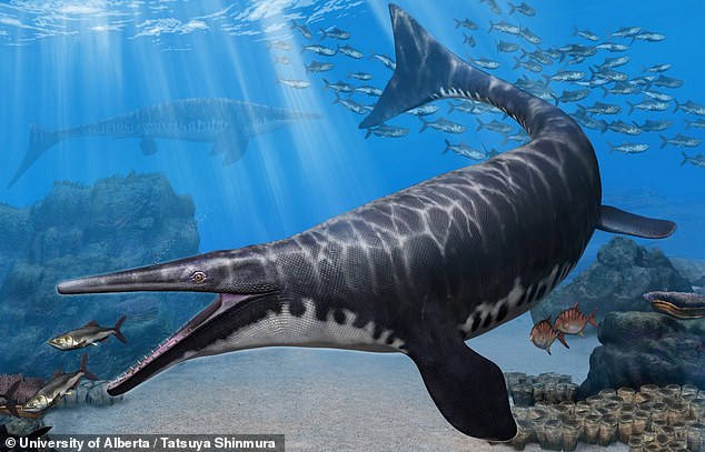 Other mosasaurs such as Gavialimimus almaghribensis (pictured) had no dorsal fin and had a pair of hind fins that were smaller than the front pair