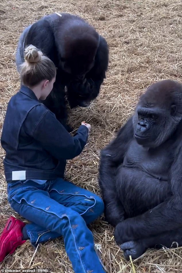 The trio felt comfortable in each other's company as they relaxed in the enclosure