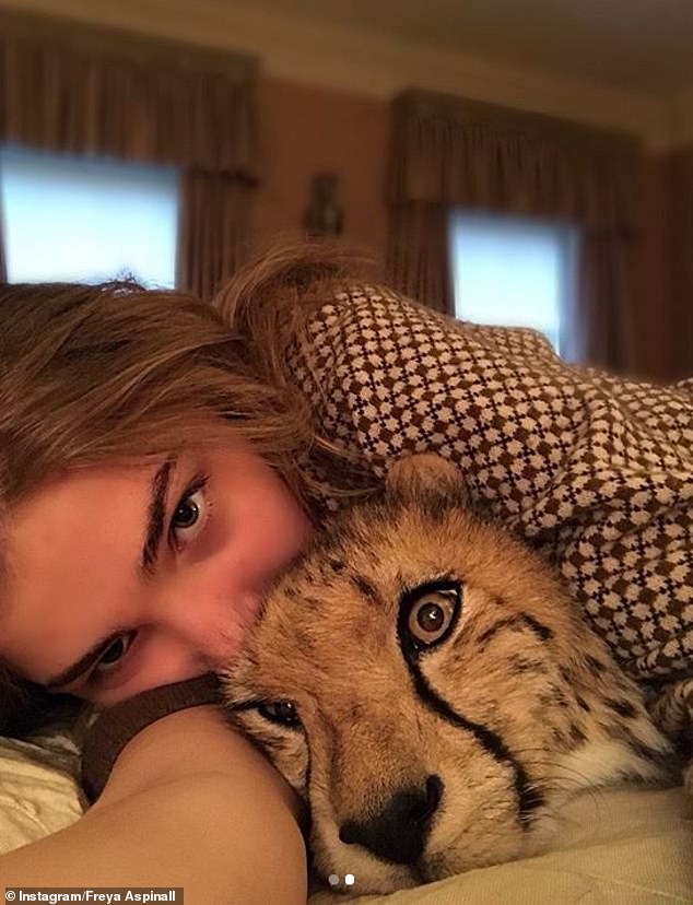 Freya with the family cheetah Saba who slept in her father and stepmother's bed every night as they hand-reared the cub 