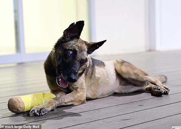 Incredibly, after just a few weeks of treatment in the Shamir Medical Center ward, the Alsatian is doing much better