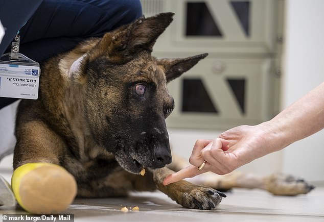 Incredibly, after just a few weeks of treatment in the Shamir Medical Center ward, the Alsatian is doing much better