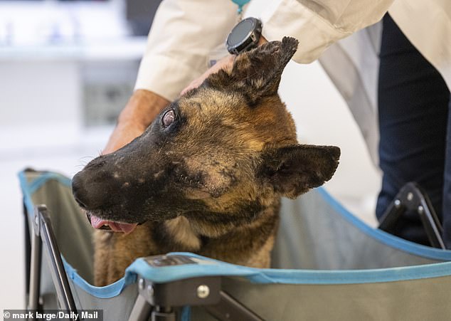 Professor Shai Efrati with Mikey in her cart, ready to leave after treatment