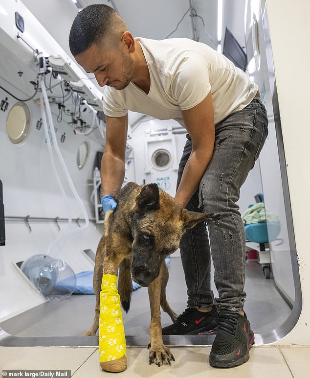 Incredibly, after just a few weeks of treatment in the Shamir Medical Center ward, the Alsatian is back on his feet