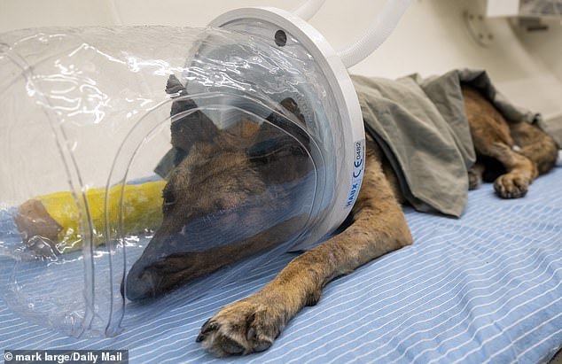 Mikey receives bursts of 100 percent oxygen through a face mask in a chamber that doubles the atmospheric pressure for two hours six times a week.