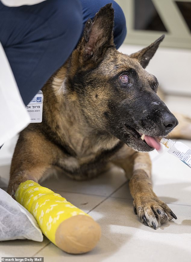 Incredibly, after just a few weeks of treatment in the Shamir Medical Center ward, the Alsatian is back on his feet