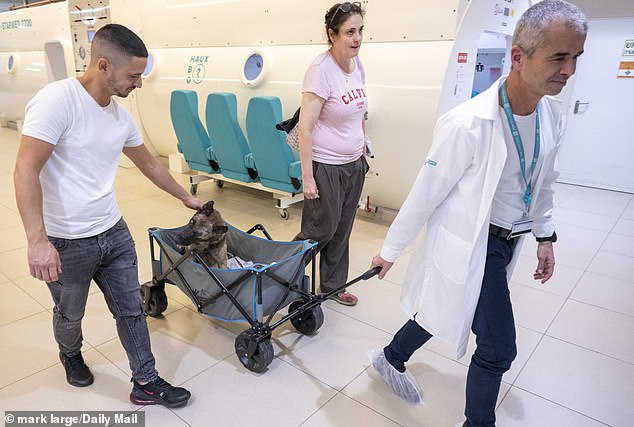 Professor Shai Efrati, technician Bari Tamam and the vet drive Mikey in his cart and leave the hospital after treatment