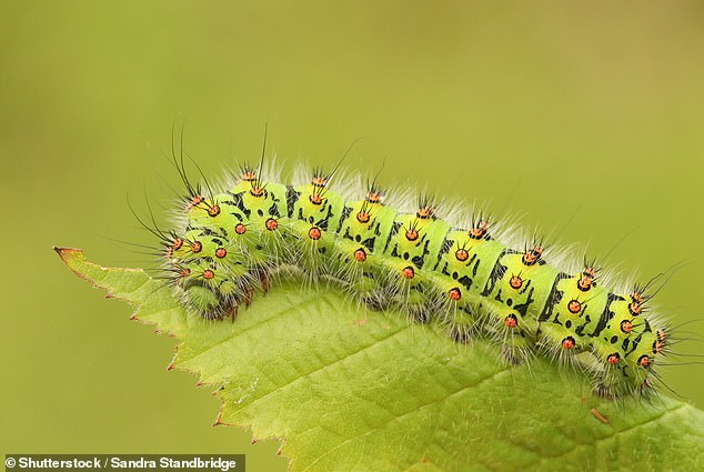 In South Africa, fried emperor moth caterpillars are served as a starter on Christmas Day