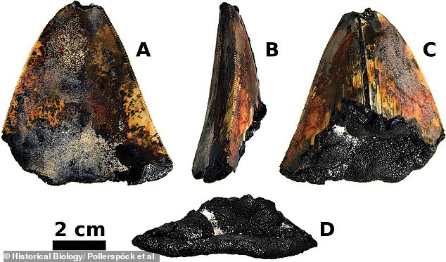 The tooth appeared to be broken but well preserved.  It still had the jagged edges and even some enamel