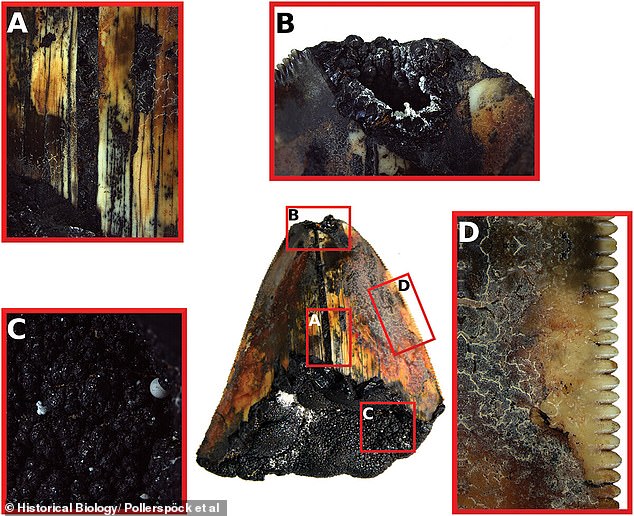 Detailed images of the tooth show (A) the enamel;  (B) the broken point with a cavity in it;  (C) the mineral manganese crust on the exposed pulp;  and (D) the intact serrated edge