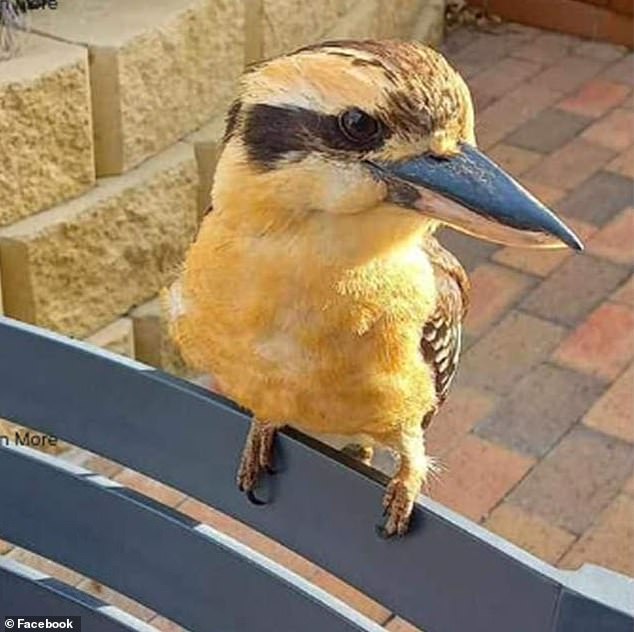 The woman thought the color was a result of rolling in 'clay soil', but wildlife ecologist Sarah Legge revealed it could be the natural color