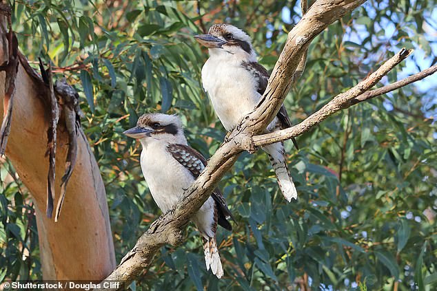 Kookaburras are native to Australia, with the starkness of the white feathers varying from bird to bird