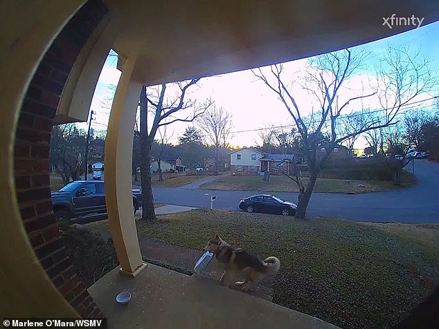 When she checked her security camera, she was surprised to discover that the thief was none other than her neighbor's Siberian husky.