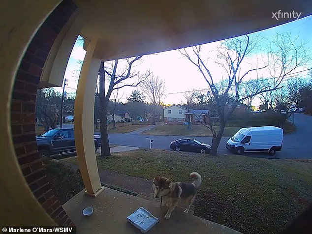 He looks curiously at the package and appears to look over his shoulder before running off with the presents - not before gnawing on them in the front yard